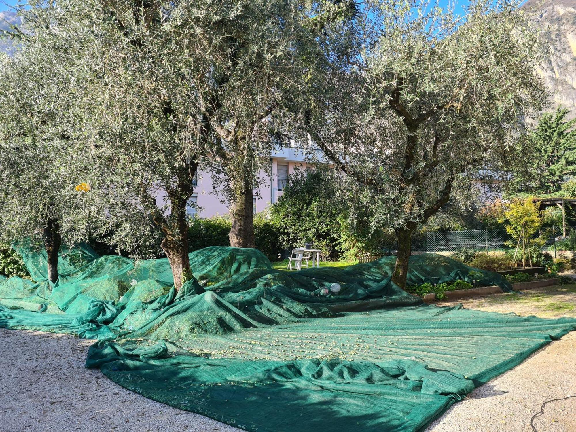Le Peonie Appartement Riva del Garda Buitenkant foto